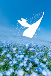 ネモフィラの海