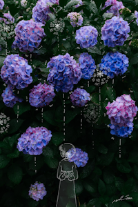 紫陽花花火
